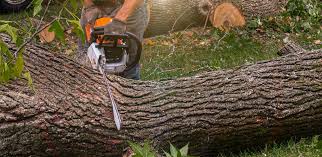 Trusted San Carlos, CA Tree Removal Experts
